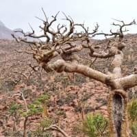 Frankincense Gin Frankincense Gin