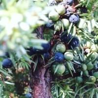 Juniper Berries Gin Juniper Berries Gin