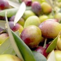 Gin and Olives Gin and Olives