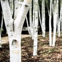 Silver Birch Sap Silver Birch Sap