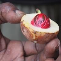 Nutmeg in Gin Nutmeg in Gin