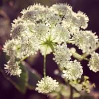 Gin Botanicals Gin Botanicals