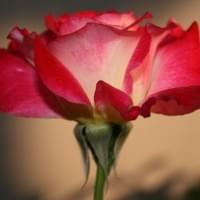 Rose Gin Rose Gin