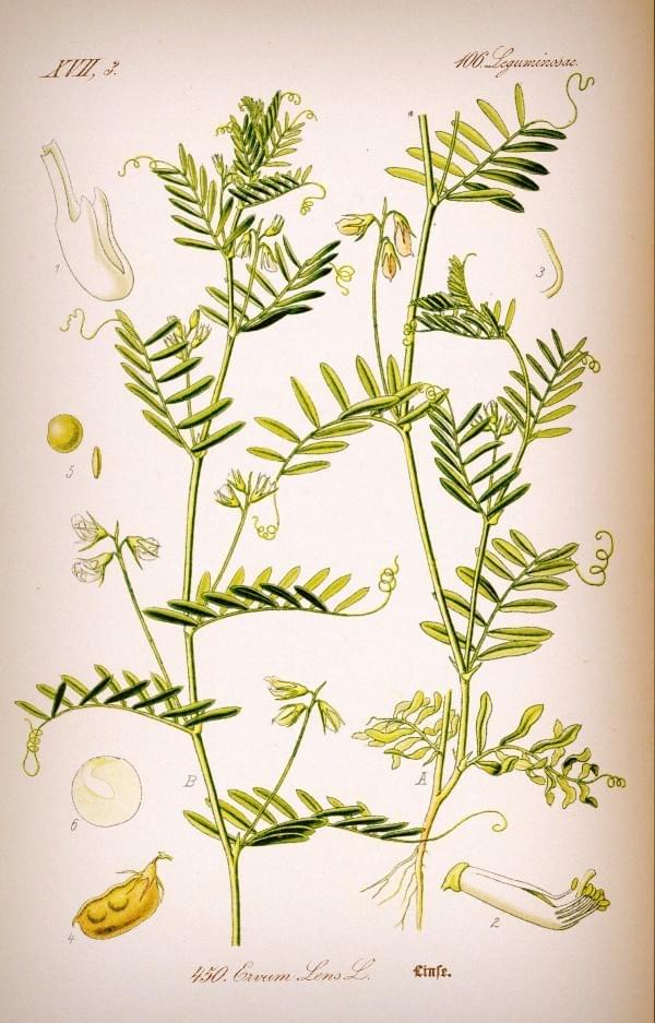 Lens culinaris/Original book source: Prof. Dr. Otto Wilhelm Thomé Flora von Deutschland, Österreich und der Schweiz 1885, Gera, Germany Lens culinaris/Original book source: Prof. Dr. Otto Wilhelm Thomé Flora von Deutschland, Österreich und der Schweiz 1885, Gera, Germany