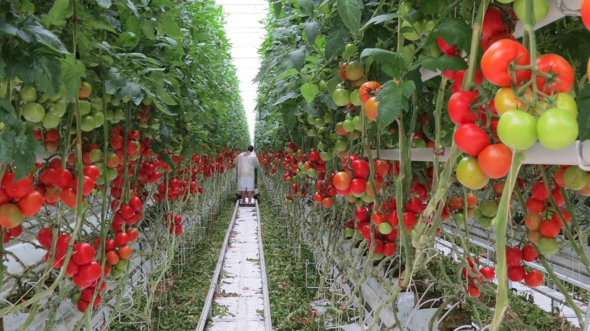 Dans les Serres de Bessières où sont cultivées des tomates grâce à l'énergie issue de l'incinérateur voisin - Crédits photos: B. Colin / 20 Minutes Dans les Serres de Bessières où sont cultivées des tomates grâce à l'énergie issue de l'incinérateur voisin - Crédits photos: B. Colin / 20 Minutes