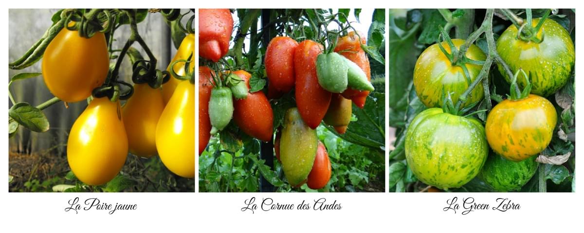 Crédits photos: Plantes shopping.fr |La culture potagère passionnément | Detentejardin.com Crédits photos: Plantes shopping.fr |La culture potagère passionnément | Detentejardin.com