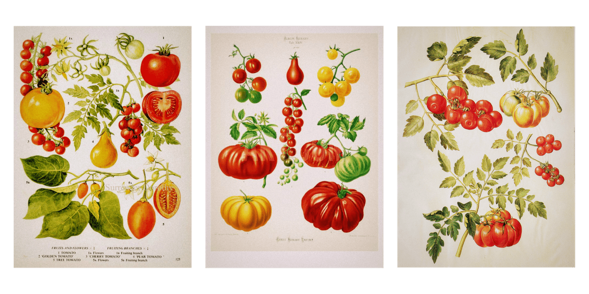 Crédits photos: VintageInclination on etsy.com | Wiesengenuss - blogger | Tomatoes illustration - circa 1659 Crédits photos: VintageInclination on etsy.com | Wiesengenuss - blogger | Tomatoes illustration - circa 1659