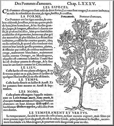Première représentation graphique de la tomate - Crédits photos: Rembert Dodoens, 1557 Première représentation graphique de la tomate - Crédits photos: Rembert Dodoens, 1557