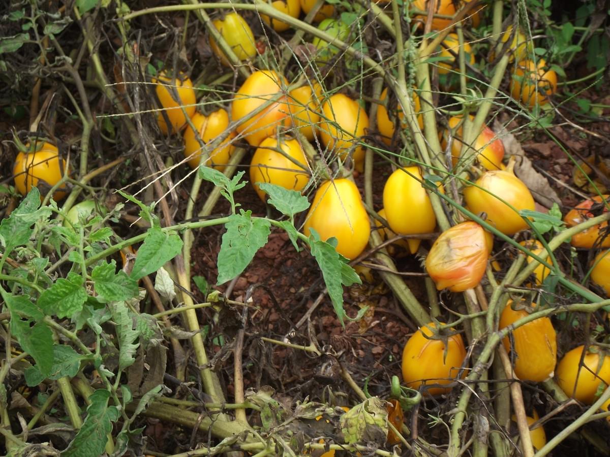 Les tomates poussent, sans eau et sans tuteur, dans la ferme de Pascal Poot en 2014 - Crédits photos: DR Les tomates poussent, sans eau et sans tuteur, dans la ferme de Pascal Poot en 2014 - Crédits photos: DR
