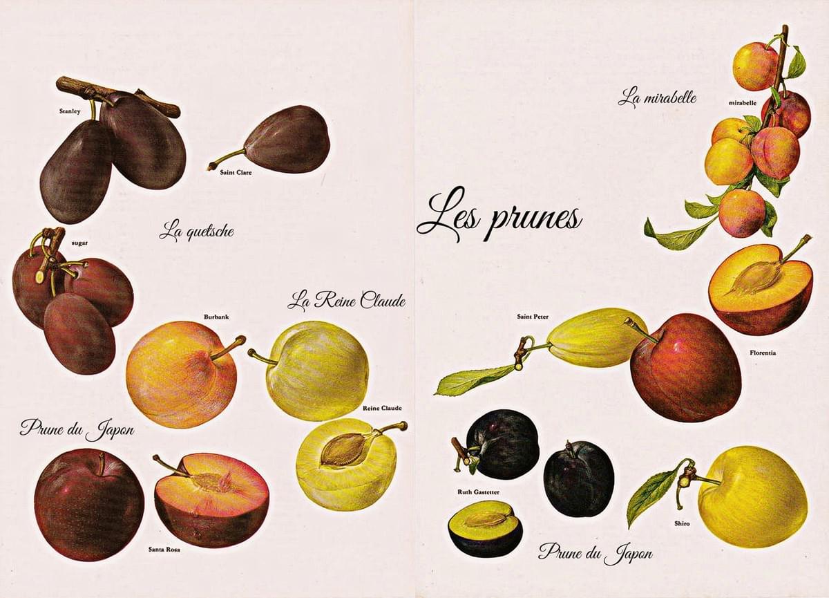Les prunes et les reines! Les prunes et les reines!