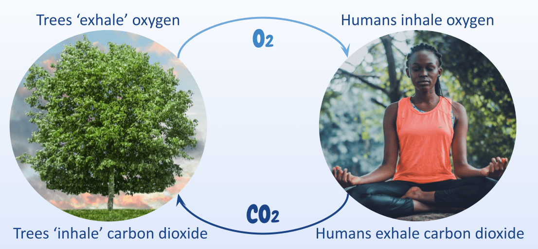 iBreve - Breathing 101 iBreve - Breathing 101
