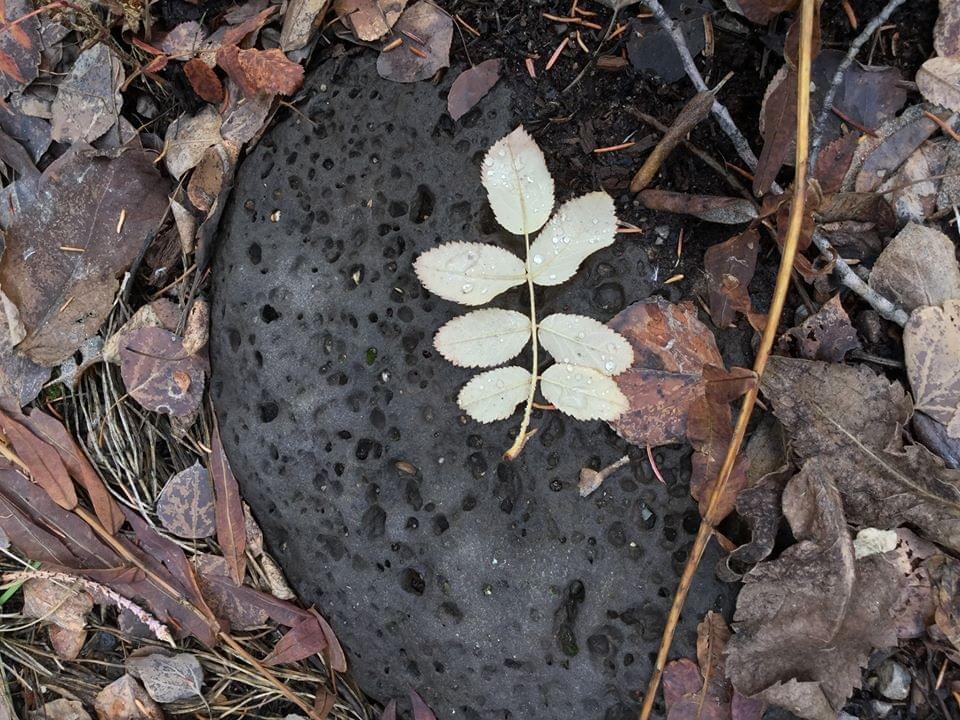 Cariboo Community Deathcaring Network ~ reclaiming death as an honoured part of life. Cariboo Community Deathcaring Network ~ reclaiming death as an honoured part of life.