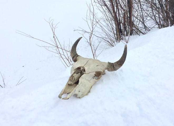 Chilcotin Bones / Bison Skull. Photo: Nicola Finch Chilcotin Bones / Bison Skull. Photo: Nicola Finch