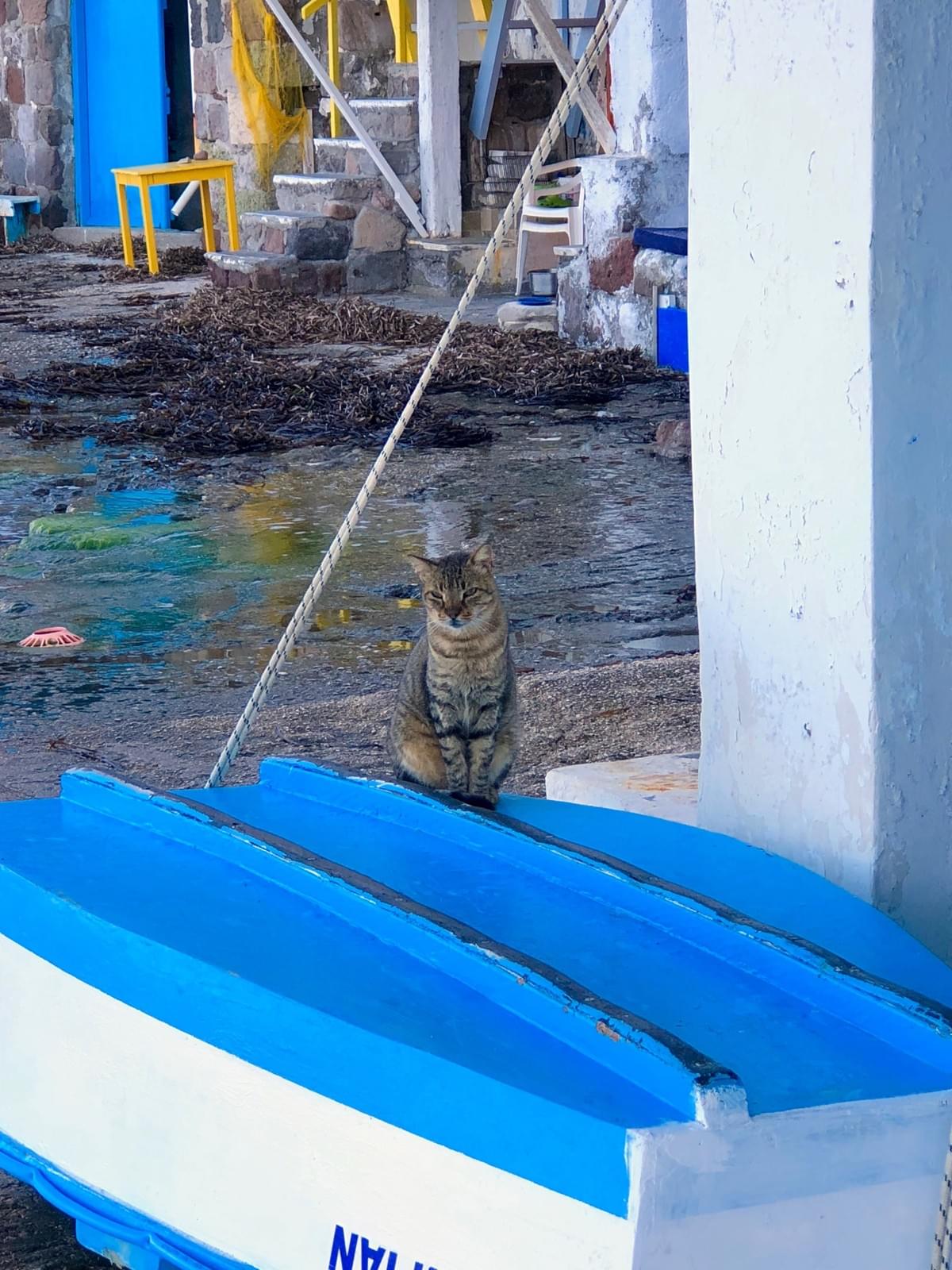 Cat sitting on an overturned boat Cat sitting on an overturned boat