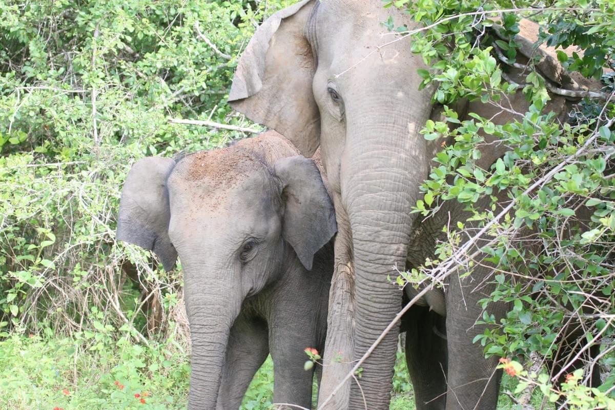 srilankareisen.lk animals elephants srilankareisen.lk animals elephants