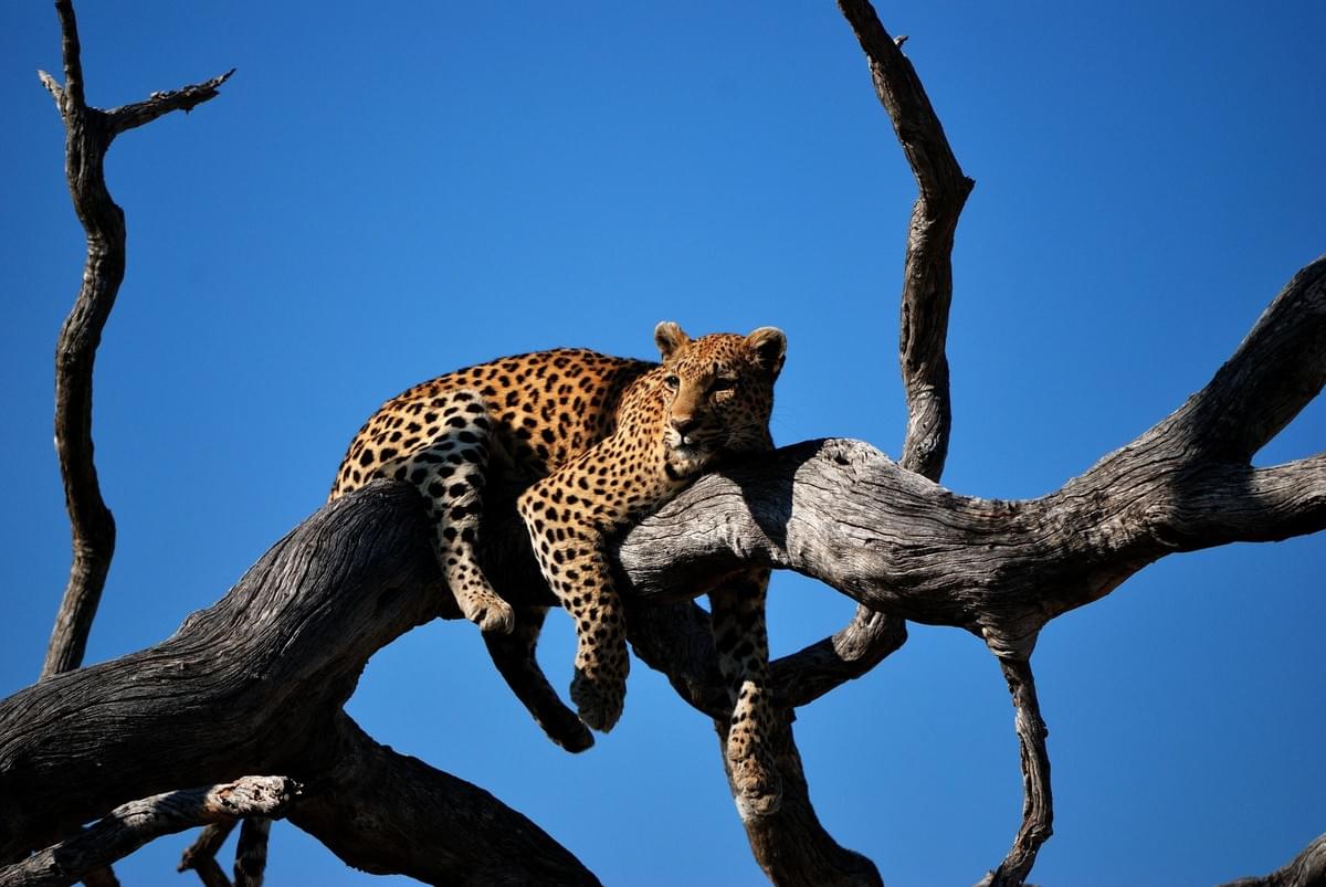 srilankareisen.lk leopard srilankareisen.lk leopard