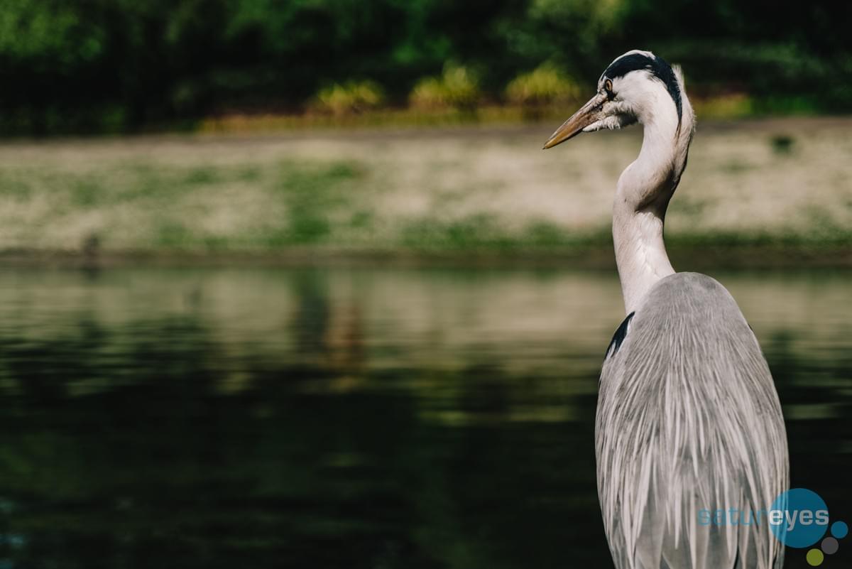 Image taken on Panasonic Lumix S1R by Rick Bronks Satureyes Image taken on Panasonic Lumix S1R by Rick Bronks Satureyes