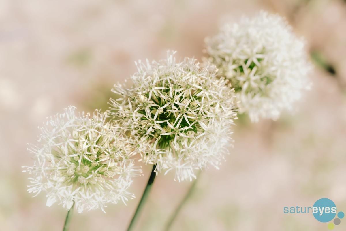Image taken on Panasonic Lumix S1R by Rick Bronks Satureyes Image taken on Panasonic Lumix S1R by Rick Bronks Satureyes