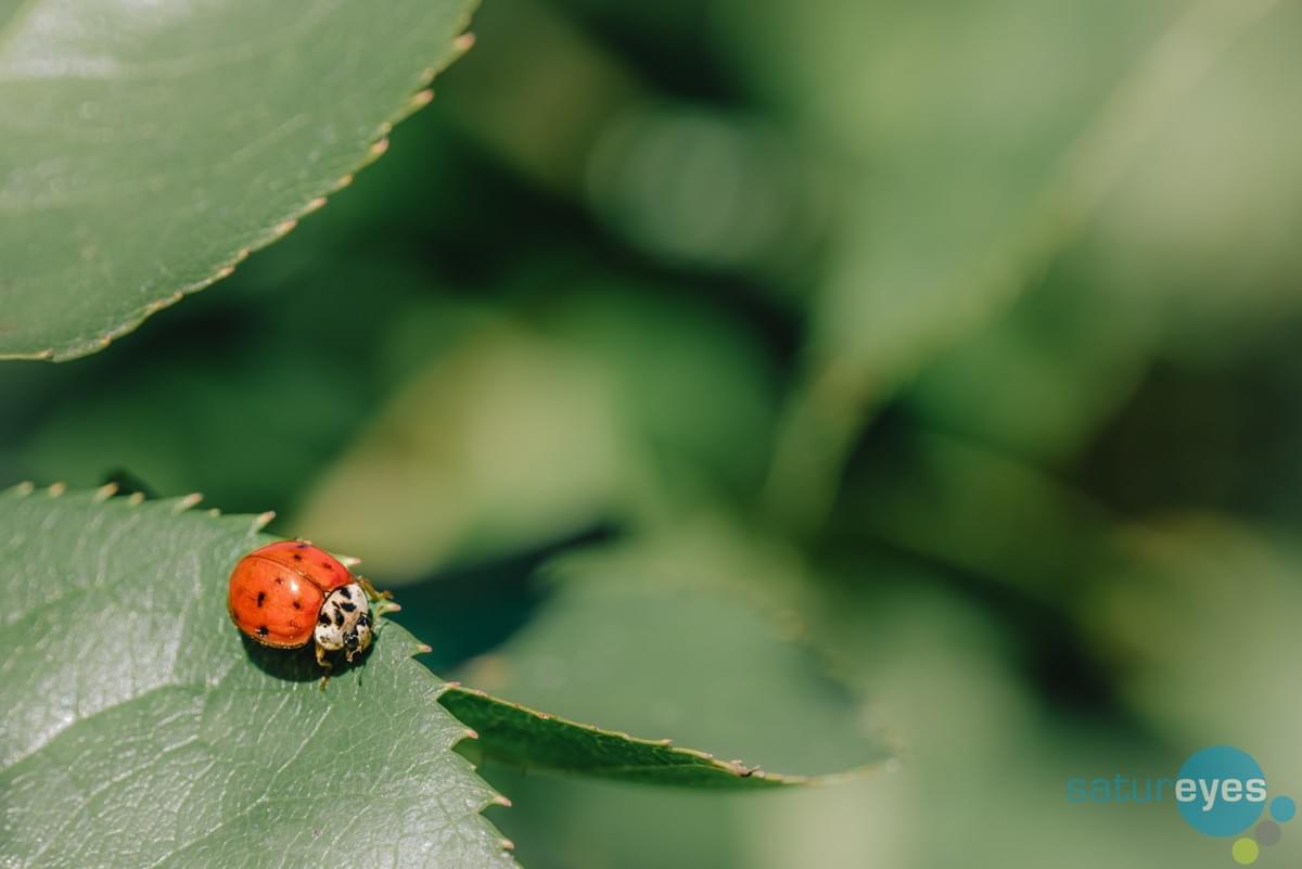 Image taken on Panasonic Lumix S1R by Rick Bronks Satureyes Image taken on Panasonic Lumix S1R by Rick Bronks Satureyes