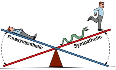 Sympathique et parasympathique et leur influence sur la digestion Sympathique et parasympathique et leur influence sur la digestion