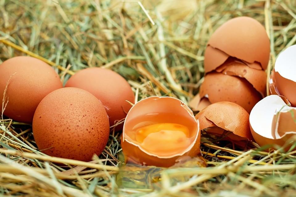 Oeufs de poules plein air nourries avec graines de lin - Riche en Oméga 3 Oeufs de poules plein air nourries avec graines de lin - Riche en Oméga 3