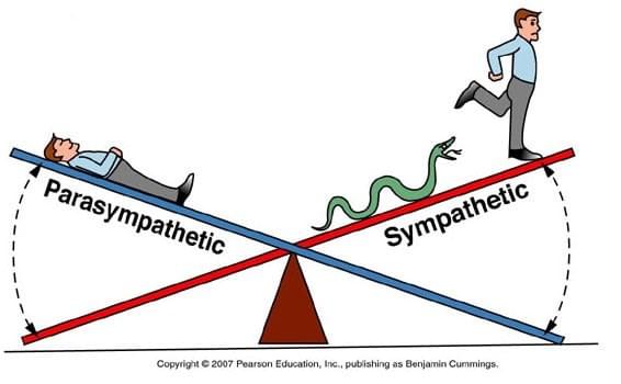 Sympathique et parasympathique et leur influence sur la digestion Sympathique et parasympathique et leur influence sur la digestion