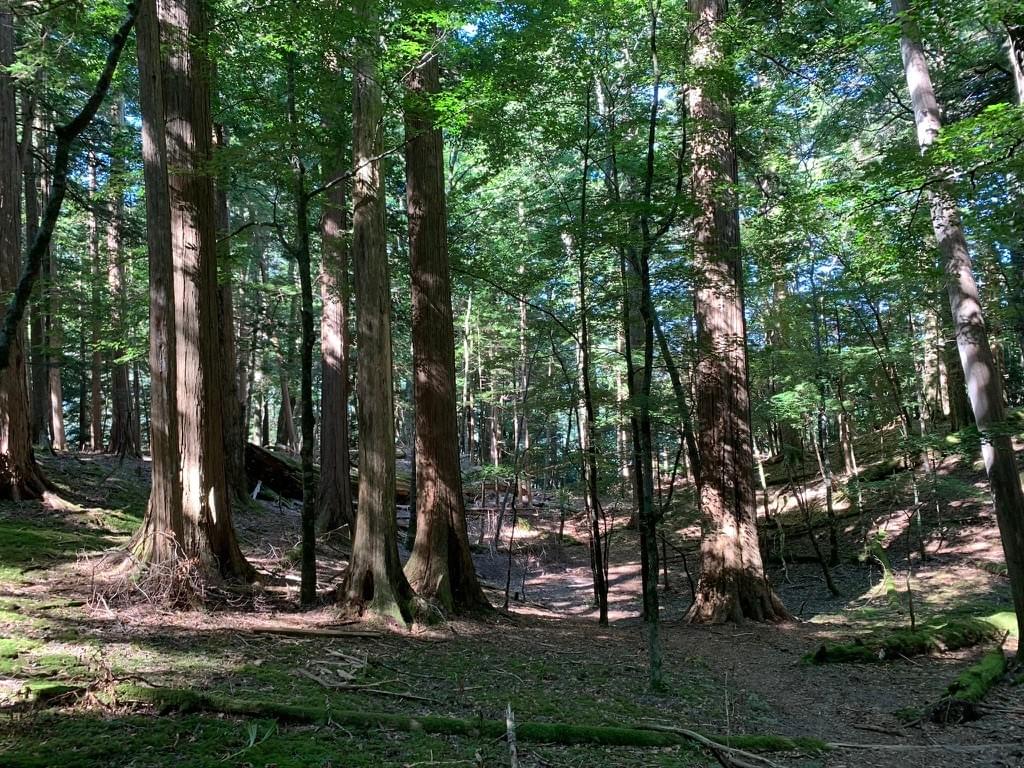 面平の樹林 面平の樹林