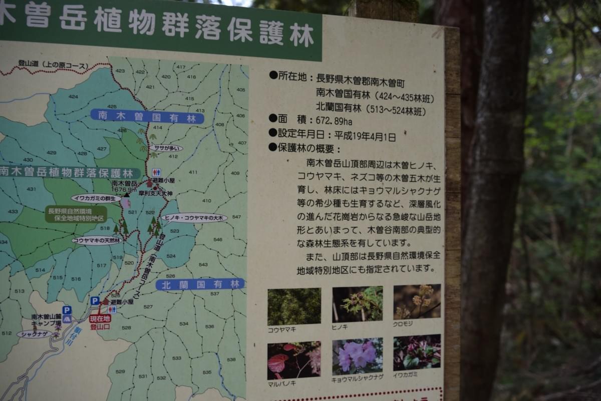 南木曽岳の植生の説明。道中の展望は良くないので、植物を楽しんでいきましょう。 南木曽岳の植生の説明。道中の展望は良くないので、植物を楽しんでいきましょう。