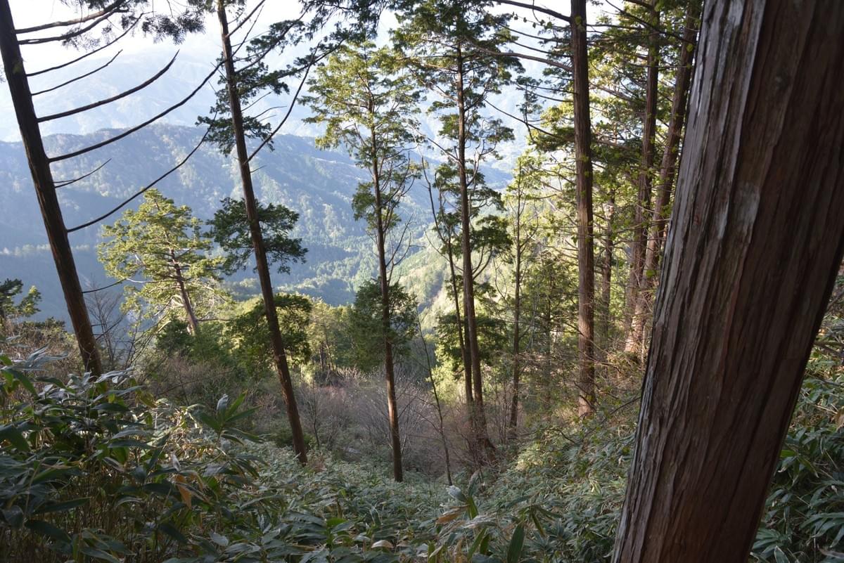 樹林の間から、高度感も少しずつ出てきます 樹林の間から、高度感も少しずつ出てきます