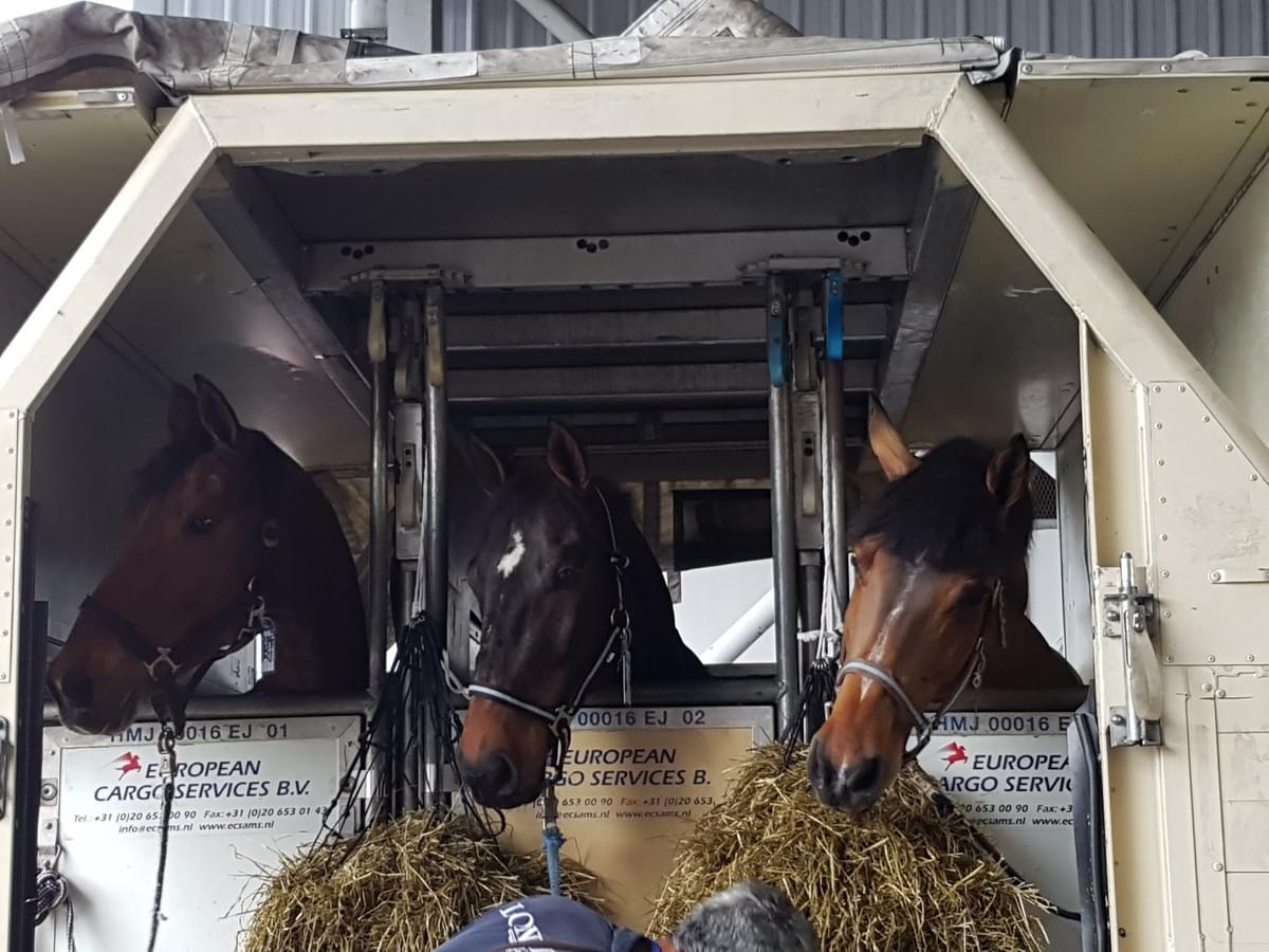 Flying with horses Equestrian Support Services