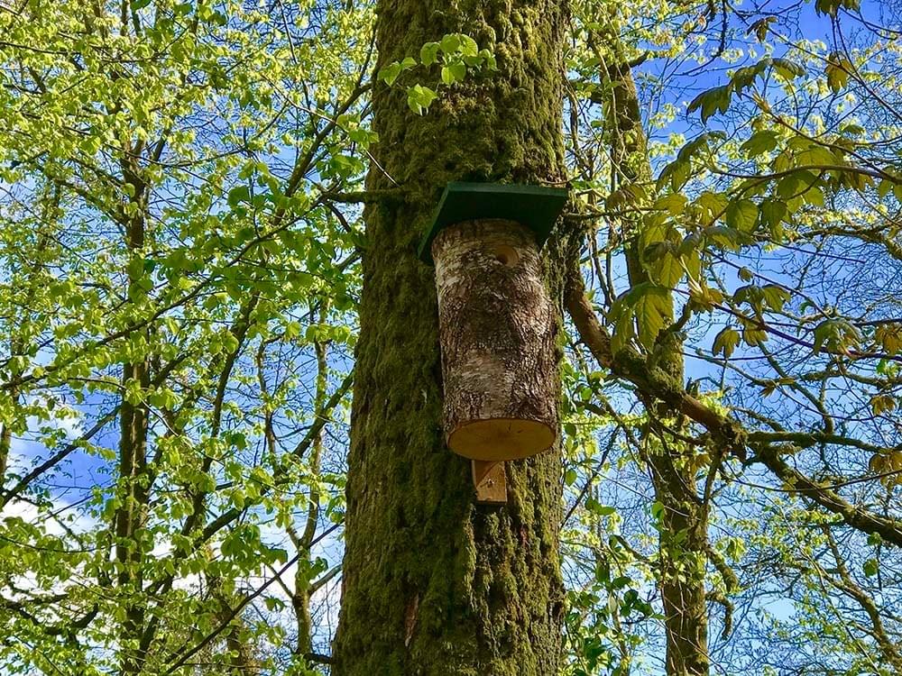 Vogels in de Ardennen Vogels in de Ardennen