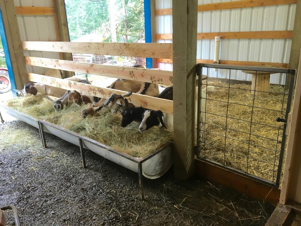 Best Goat Feeder Ever