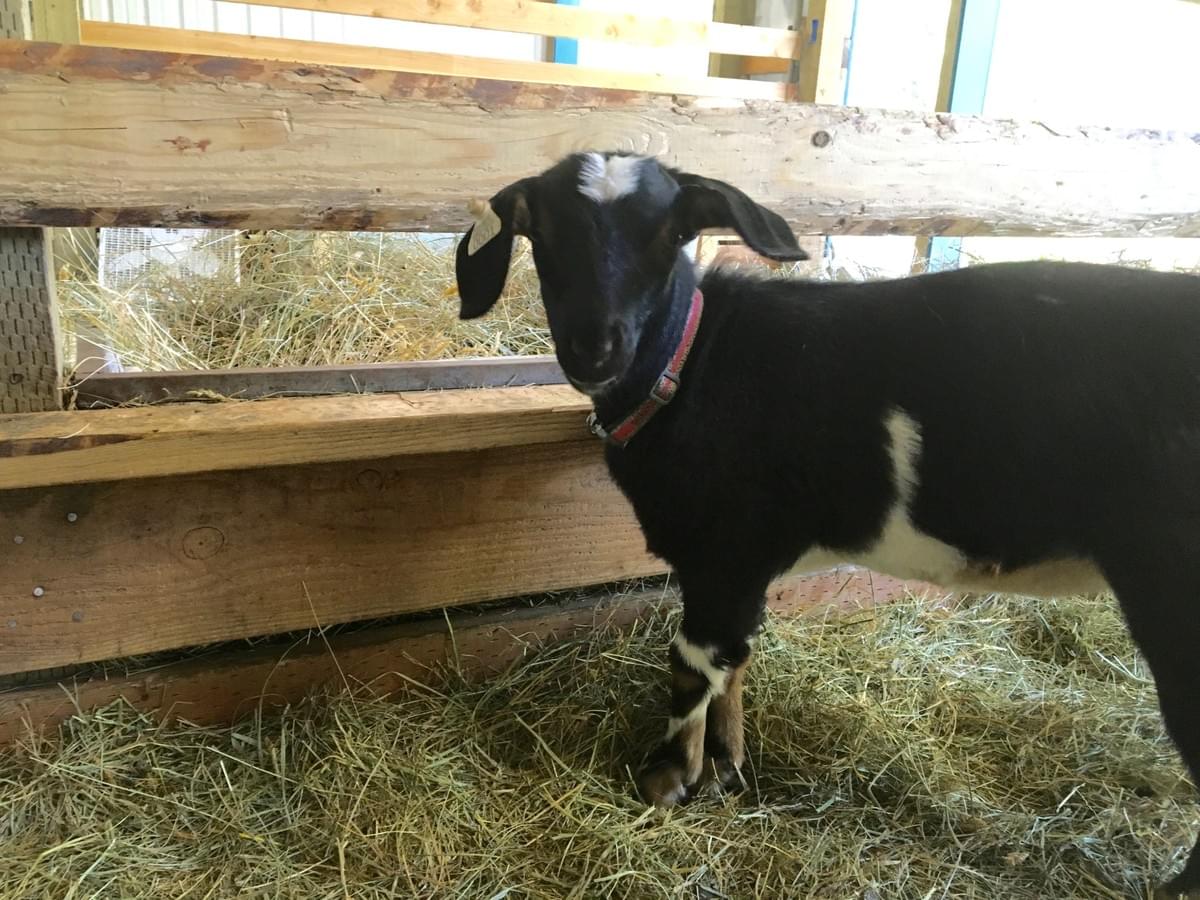 Best Goat Feeder Ever