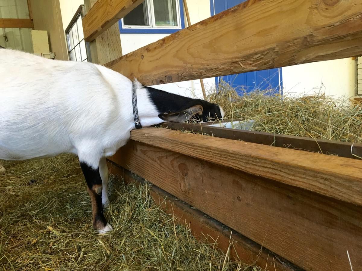 Best Goat Feeder Ever