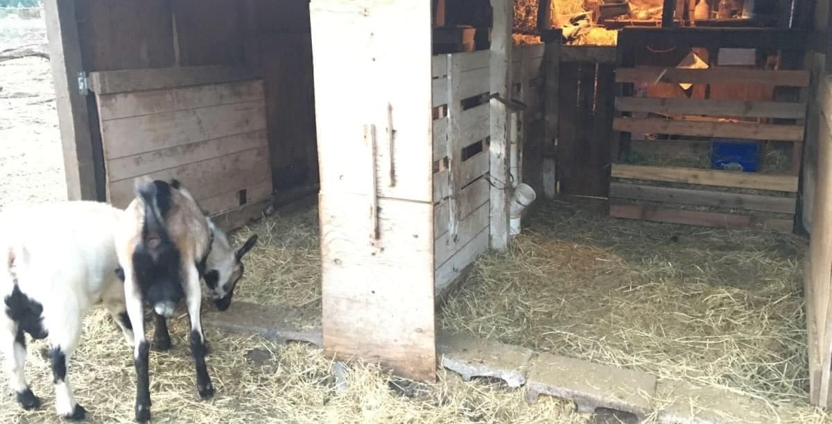 Best Goat Feeder Ever