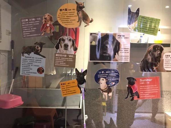 【台中寵物友善餐廳】Homecafe 幸福。好食 寵物認養主題餐廳 【台中寵物友善餐廳】Homecafe 幸福。好食 寵物認養主題餐廳