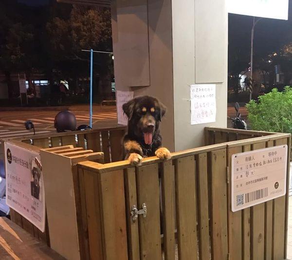【台中寵物友善餐廳】Homecafe 幸福。好食 寵物認養主題餐廳 【台中寵物友善餐廳】Homecafe 幸福。好食 寵物認養主題餐廳