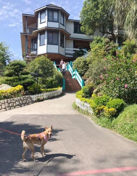 【苗栗寵物友善景點】Sud Vista 蘇維拉莊園 【苗栗寵物友善景點】Sud Vista 蘇維拉莊園