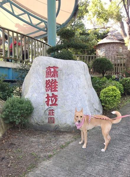 【苗栗寵物友善景點】Sud Vista 蘇維拉莊園 【苗栗寵物友善景點】Sud Vista 蘇維拉莊園