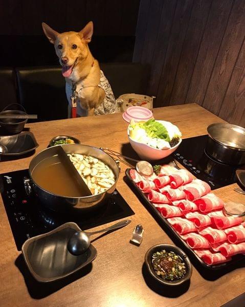 台北寵物友善餐廳】金鍋盃小火鍋-職人 肉品 海鮮~內湖店 台北寵物友善餐廳】金鍋盃小火鍋-職人 肉品 海鮮~內湖店
