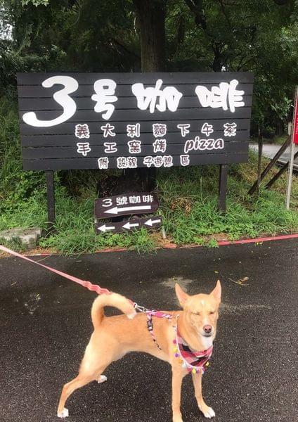 【桃園寵物餐廳】3號咖啡 No.3 Cafe 【桃園寵物餐廳】3號咖啡 No.3 Cafe