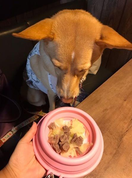 台北寵物友善餐廳】金鍋盃小火鍋-職人 肉品 海鮮~內湖店 台北寵物友善餐廳】金鍋盃小火鍋-職人 肉品 海鮮~內湖店