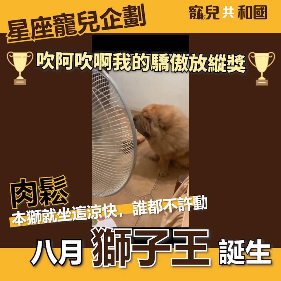 毛呼呼的肉鬆 毛呼呼的肉鬆