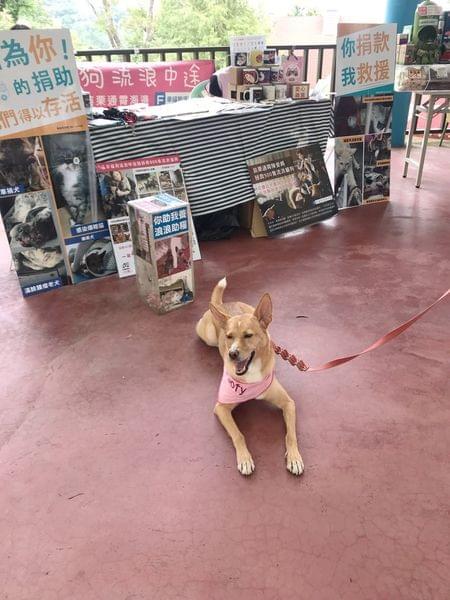 【苗栗寵物友善景點】Sud Vista 蘇維拉莊園 【苗栗寵物友善景點】Sud Vista 蘇維拉莊園