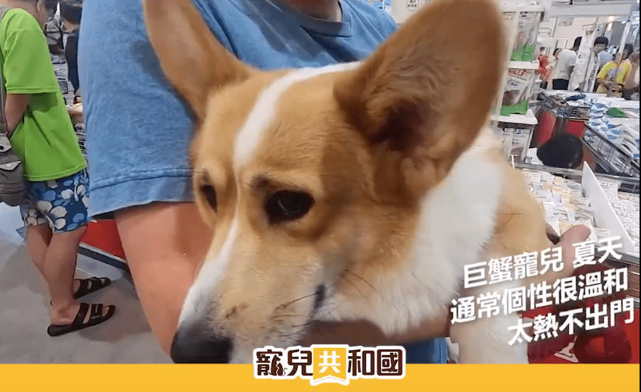 ▲巨蟹寵兒夏天▲ ▲巨蟹寵兒夏天▲