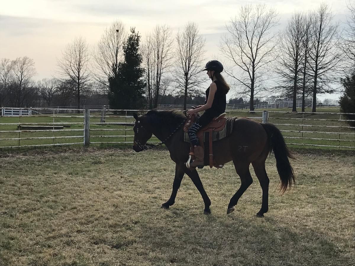The Seat of this Saddle is too Flat, and Does Not Support Proper Posture for the Rider The Seat of this Saddle is too Flat, and Does Not Support Proper Posture for the Rider