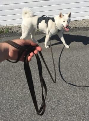 Kiara used to pull alot more on a short leash and when walked on the long one she is much more relaxed! Kiara used to pull alot more on a short leash and when walked on the long one she is much more relaxed!
