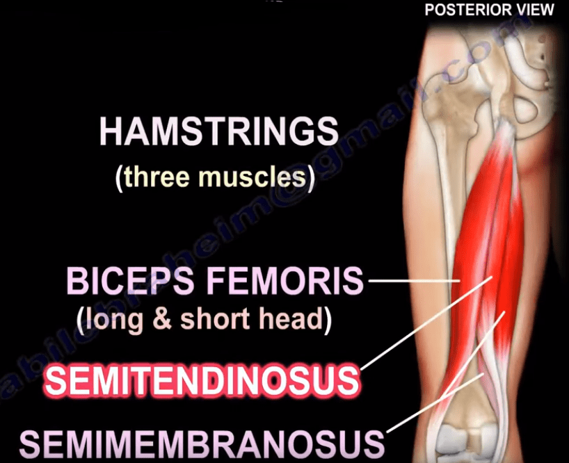 Anatomy of the Semitendinosus Muscle Healthcare Orthopedic Surgery