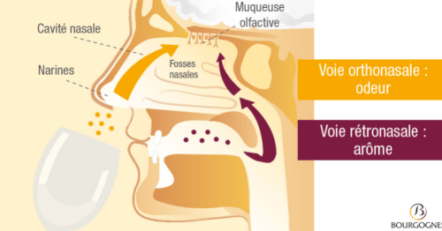 Odeur Arôme voie rétronasale voie orthonasale Odeur Arôme voie rétronasale voie orthonasale