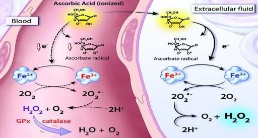 Effet pro-oxydant de fortes doses de vitamine C dans le cancer. Chen et al. Ascorbate in pharmacologic concentrations selectively generates ascorbate radical and hydrogen peroxide in extracellular fluid in vivo. Proc Natl Acad Sci U S A. 2007 May 22;104(21):8749-54. Effet pro-oxydant de fortes doses de vitamine C dans le cancer. Chen et al. Ascorbate in pharmacologic concentrations selectively generates ascorbate radical and hydrogen peroxide in extracellular fluid in vivo. Proc Natl Acad Sci U S A. 2007 May 22;104(21):8749-54.